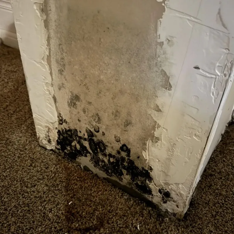 Professional Mold Removal in Monroe, IA